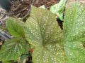 Begonia Plant Starter - Red/Pink Ala de Angel Begonia x tuberhybrida Indoor Outdoor