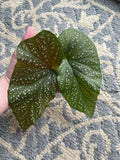 Giant Angel Wing Begonia Cuttings – 2 Pieces – Indoor Plant – Begonia corymbosa – Easy to Propagate, Variegated Foliage