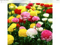 Ranunculus Persian Buttercup Seeds 100 Pack | Ranunculus asiaticus Flower Seeds for Garden, Vibrant Blooms, Easy to Grow