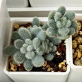 Sedum Seeds 100PCs Pack Fuzzy Leaves Succulent Seeds Sedum mocinianum