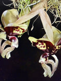 Orchid Plant Stanhopea Ocalata - 2 Rooted Bulbs, Bare Root, Not Perfect Condition, Tropical Orchid for Collectors