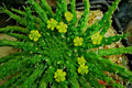 Euphorbia flanaganii 'Caput-Medusae' Cutting – Rare Succulent, Unique Houseplant, 6" Long, Drought Tolerant, Easy Care