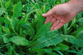 Chicory Endive Seeds Non-GMO Pack - Heirloom Cichorium intybus for Home Gardening