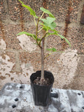 Fig Tree Plant - 1-2 Years Old, Potted, Ficus Carica, Indoor Outdoor Fruit Tree, Easy to Grow, Drought Tolerant