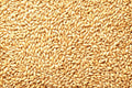 Whole Barley Seeds | All Natural | Juicing, Malt Brewing | Hordeum vulgare