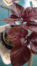 Bare Roots Red/Purple Perilla frutescens Shiro Live Plant 2-Pack Fast-Growing Heat-Tolerant Low-Maintenance