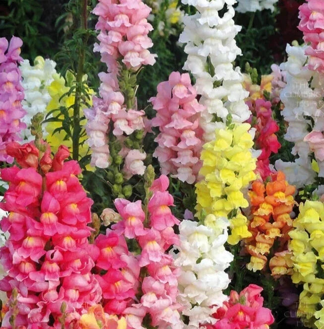 Snapdragon Seeds - Rocket Mix, 25 Count, Antirrhinum majus, Vibrant Flowering Annuals for Borders & Containers