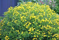 Great St. John's Wort Seeds - 500+ Perennial Wildflower Herb, Medicinal Plant (Hypericum perforatum)