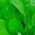 Tendergreen Mustard Spinach Seeds - Non-GMO Heirloom Organic Brassica juncea for Home Gardening