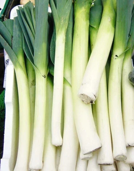 Leek Seeds - 200+ American Flag Variety Allium porrum Vegetable Seeds for Home Garden and Culinary Use