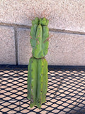 Cereus Bridge Cactus Cutting - 3 Inches - Unique Succulent - Cereus peruvianus