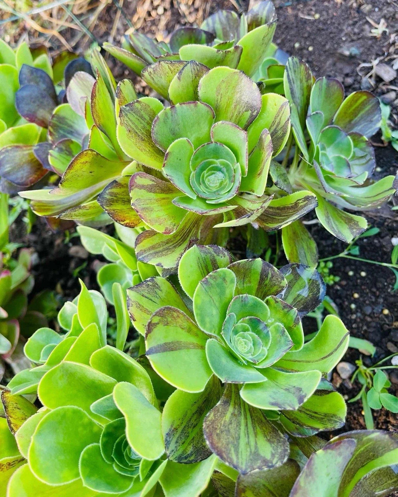 Rare Aeonium Succulent - Voodoo Brushed Cluster, Variegated Variety - Unique Houseplant, Aeonium 'Voodoo'