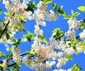 Carolina Silverbell Tree Seeds - 6 Large Seeds Halesia carolina - Native Tree Seeds for Planting
