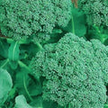 Non-GMO Broccoli Seeds | Heirloom Organic Vegetable Seeds | Brassica oleracea var. italica for Home Garden