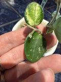Hoya Mathilde Variegated Cuttings - Fresh 2 Leaf - Houseplant - Hoya carnosa 'Mathilde'