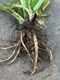 Comfrey Live Root, Symphytum officinale, Organic Perennial Herb, Drought Resistant, Medicinal & Garden Use