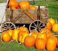 Large Jack O' Lantern Pumpkin Seeds - Heirloom Carving Pumpkin - 10 Seeds - Cucurbita pepo