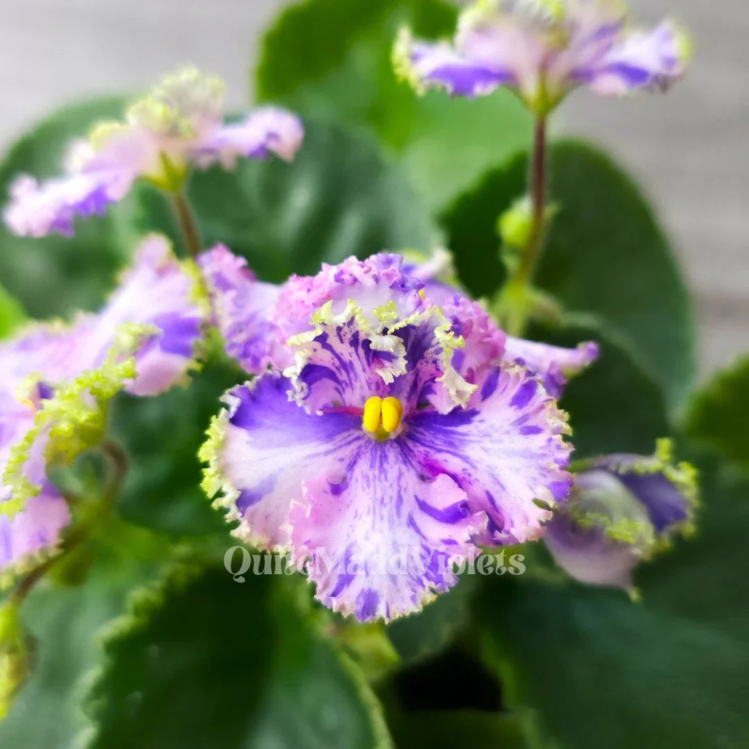 African Violet Leaf - Fresh Cut - AV-Soap Bubbles/AV-Mylnye Puzyri - Saintpaulia