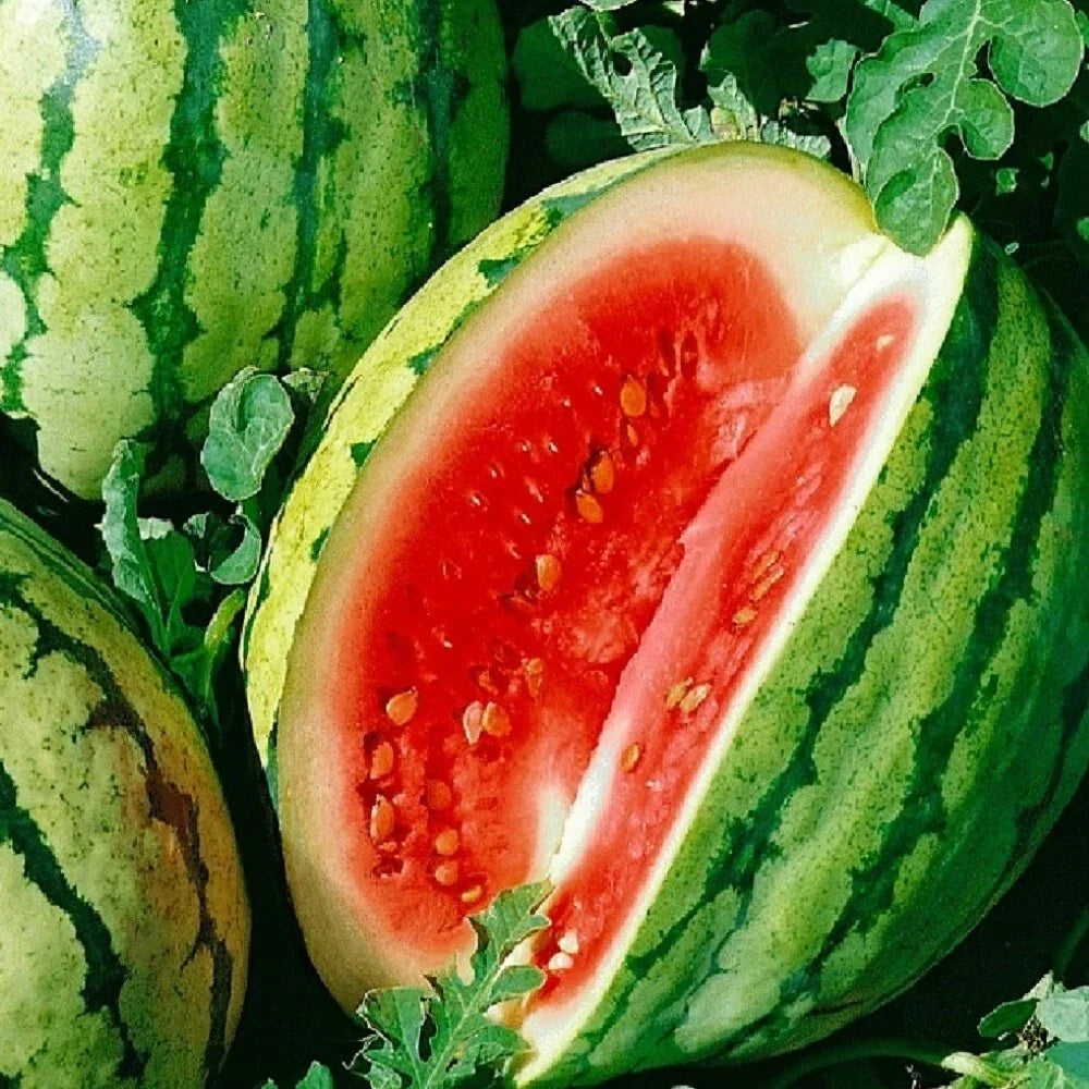Dixie Queen Watermelon Seeds | Heirloom Non-GMO Organic Citrullus lanatus | Juicy, Sweet, Large Fruit