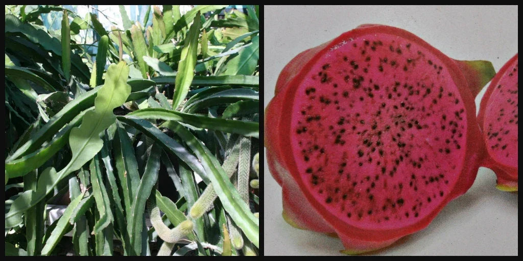 Dragon Fruit Cutting 8" Halley's Comet Red Flesh Hylocereus Undatus Pitahaya Tropical Plant