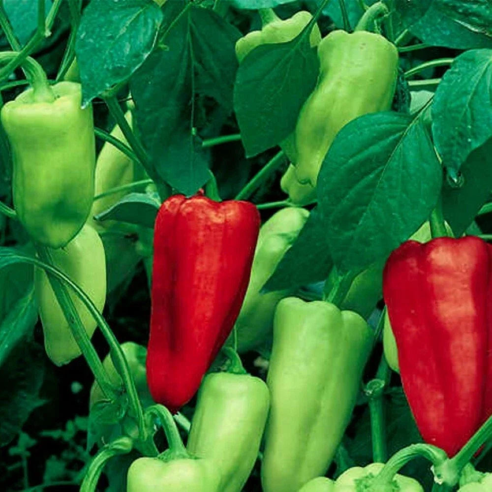 Sweet Pepperoncini Pepper Seeds - Non-GMO Heirloom, Capsicum annuum, Garden Seeds for Fresh Pickling & Cooking