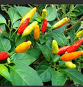 Tabasco Pepper Live Plants in 2.5-Inch Pots, Capsicum frutescens, Hot Pepper Variety, Spicy Culinary Herb, Compact Bushy Growth