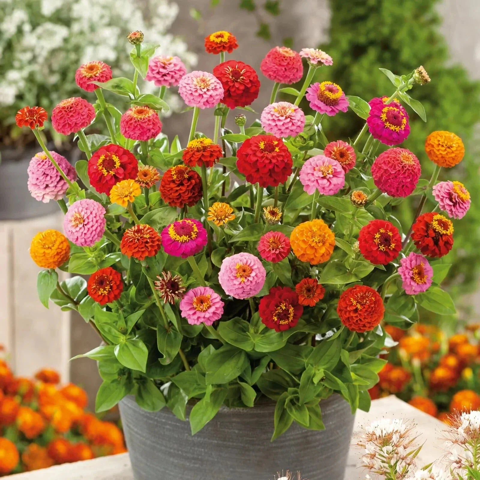 Thumbelina Zinnia Seeds - 100+ Dwarf Flower Seeds for Garden Planting - Zinnia elegans - USA