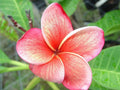 Orange Pink Plumeria Seeds - 5 Pack Hawaiian Flower Lei Plants - Perennial Bloom (Plumeria spp.)