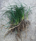 Mondo Grass Bare Root Plants – Evergreen Perennial Ground Cover, Ophiopogon japonicus, Lawn Alternative, Shade Tolerant