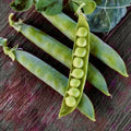 Green Arrow English Pea Seeds | 30 Non-GMO Pisum sativum Seeds for Garden