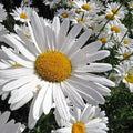 Alaska Shasta Daisy Seeds – Organic Perennial, Leucanthemum × superbum, 200 Seeds, Full Sun, Easy to Grow, Free Shipping