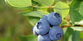 Organic Blueberry Seeds 50 Pack Vaccinium Cyanococcus Perennial Fruit for Home Garden and Container Growing