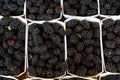 Rooted Goji Berry Plants - 3 Pack - Organic Superfood Berries - Lycium barbarum