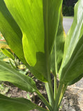 Organic Green Ti Leaf Cuttings - 6-7 Inch Manoa Variety - Hawaii Grown - Perfect for Gardening and Landscaping