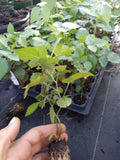 Thornless Blackberry Plant 1 Gallon "Sweetie Pie" Non-GMO Pesticide-Free Rubus fruticosus