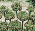 75 Seeds Hen and Chickens Poppy Seeds Papaver rhoeas for Garden, Borders, Containers, Easy to Grow