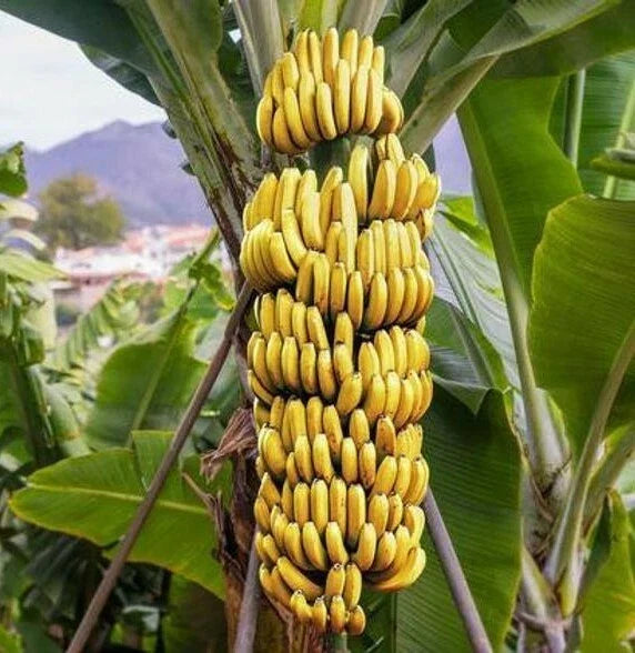 Live Dwarf Cavendish Banana Plant - Musa acuminata Starter in Pot for Home Garden, Hardy, Well-Rooted, Full Sun