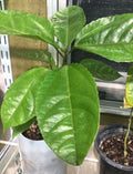Giant Granadilla Passionfruit Plant - Passiflora ligularis Starter Climbing Vine with Purple Flowers