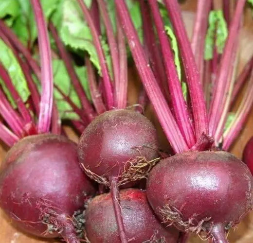 Ruby Queen Beet Seeds 100+ Count | Root Vegetable Garden Beets Beta vulgaris for Home & Survival Gardening