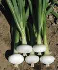 Cipollini Onion Seeds - Organic Heirloom Yellow Sweet Bulb Seeds for Home Gardening - Allium cepa var. aggregatum