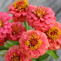 Lilliput Salmon Zinnia Seeds - 100+ Pack - Zinnia elegans - USA Grown