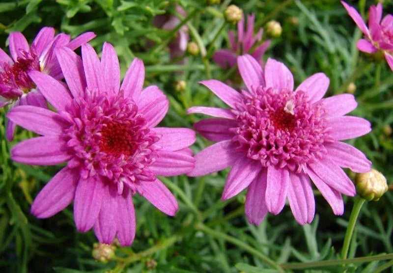 Canary Marguerite Daisy Seeds - 200+ Pack for Garden Planting - Argyranthemum frutescens - USA