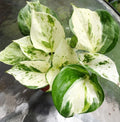 Manjula Pothos Plant - Fully Rooted Indoor Houseplant - Variegated Epipremnum aureum for Home Decor