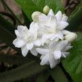 Fragrant Arabian Jasmine Live Plant 10" with Buds, Indoor Outdoor, Jasminum sambac, Compact, Bushy, Easy Care