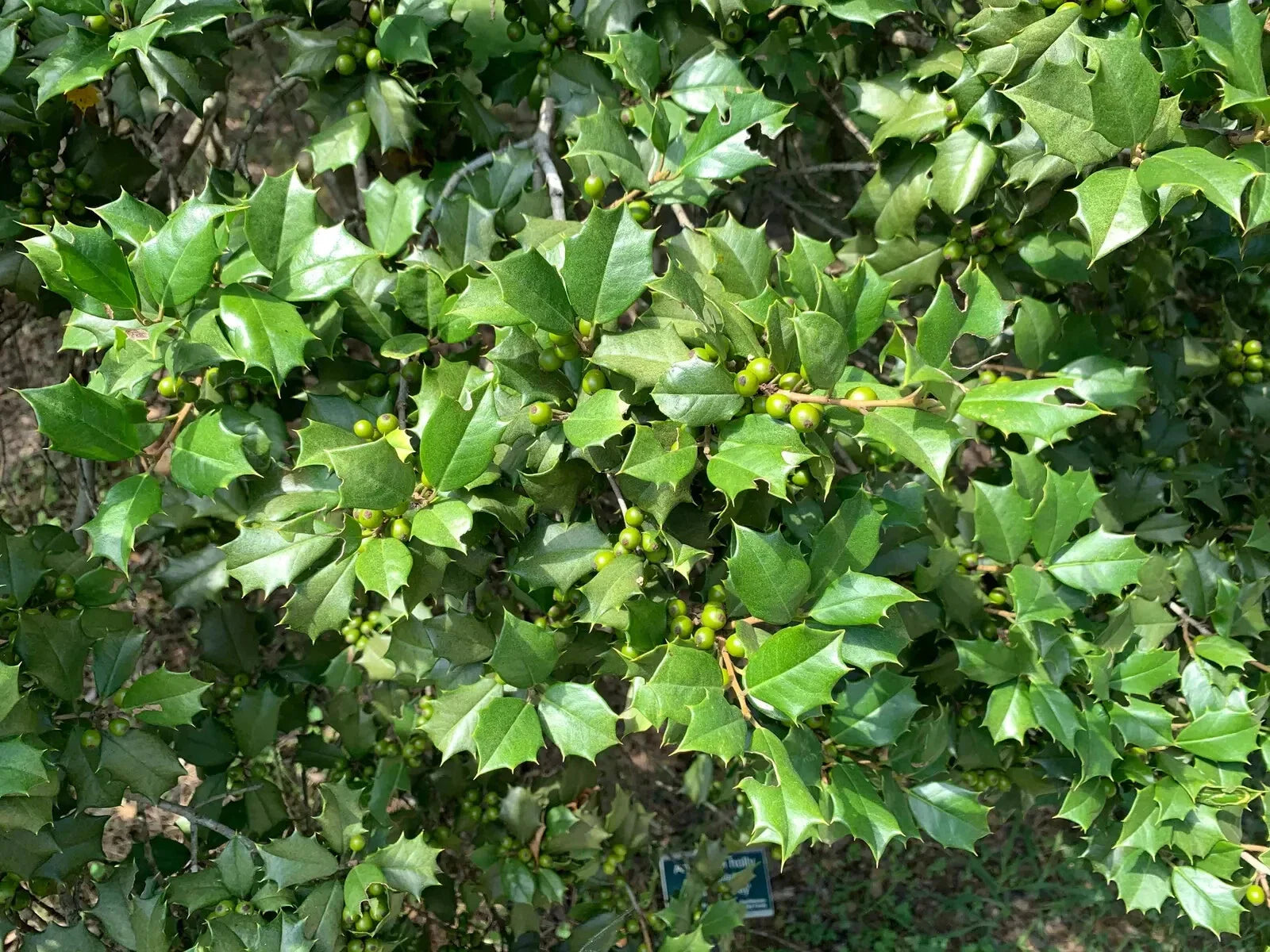 American Holly Ilex Cuttings 75+ Unrooted Organic Evergreen Tree 5-8" Winter Interest Fragrant Flowers Wildlife Attractant
