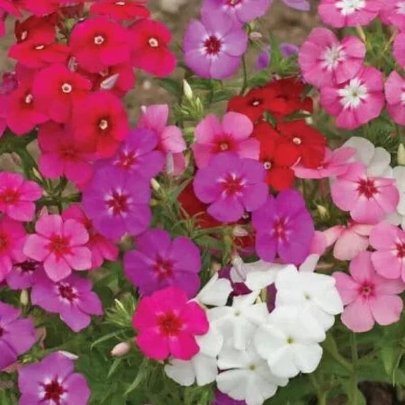 Organic Phlox Drummondii Mix Flower Seeds - 100 Pack, Annual, Multi-Color, USA Grown