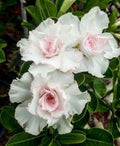 Double White Desert Rose Seeds - 4 Pack Adenium Obesum - Perennial Flower Seeds - US Seller
