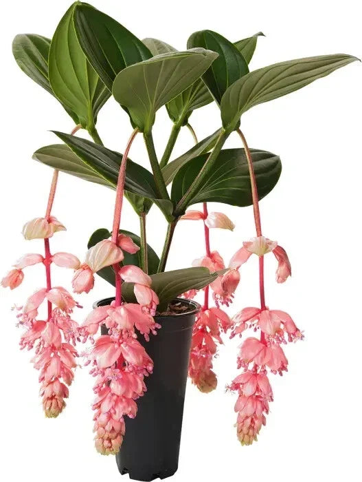 Royal Glow Medinilla Magnifica Starter Plant - Rare Live Bare Root Medinilla magnifica for Indoor Garden