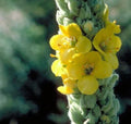 Organic Mullein Seeds - Verbascum thapsus, Wildcrafted Herb, 100+ Seeds for Garden, Pollinator Attractant