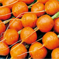 Parisian Carrot Seeds 500+ Non-GMO Daucus carota Vegetable Garden Seeds for Small Spaces